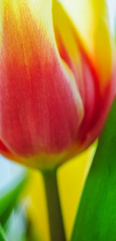 Close-up of a vibrant red and yellow tulip with green leaves.