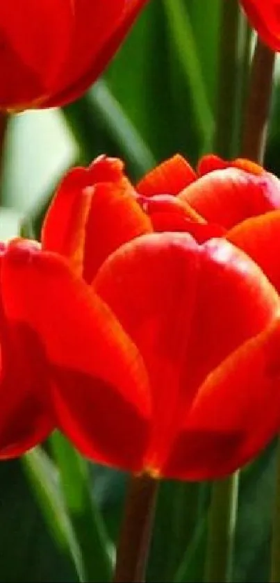 Close-up of vibrant red tulips in bloom, with lush green background.