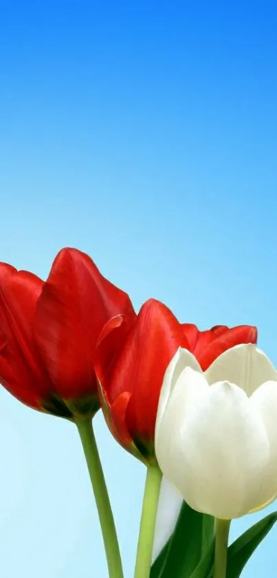 Red and white tulips on a blue gradient background, for mobile wallpaper.