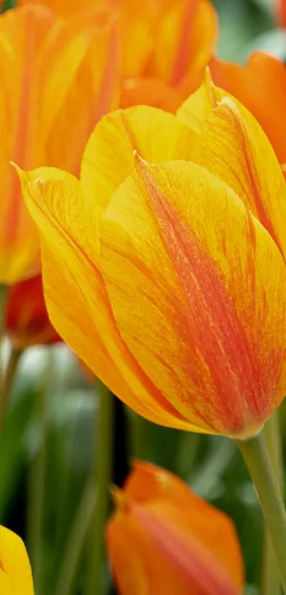 Vibrant orange tulips in bloom create a lively phone wallpaper.