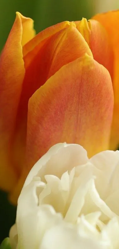 Vibrant orange tulip with white blossom mobile wallpaper.