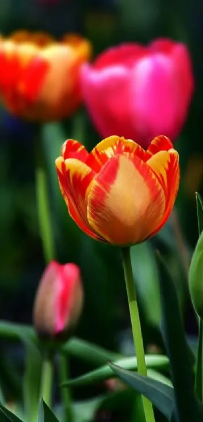 Colorful tulip blooms in a vibrant garden setting, perfect for lively backgrounds.