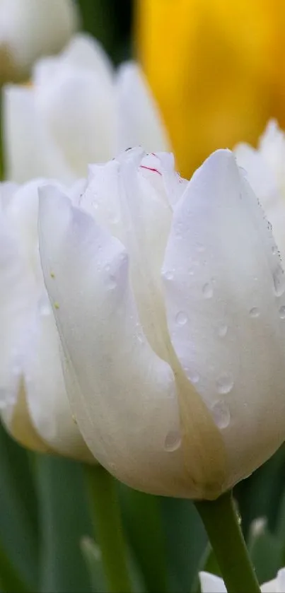 White and yellow tulips in full bloom, offering a vibrant and elegant display.