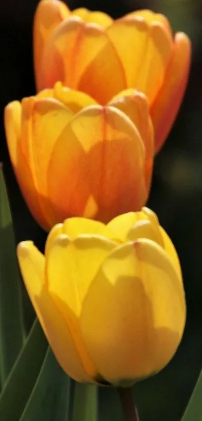 Vibrant yellow and orange tulips in bloom on a dark background.