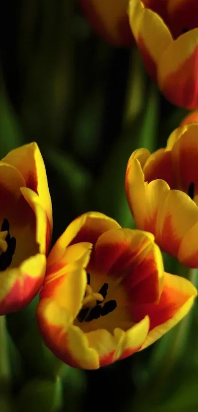 Vibrant tulips with red and yellow petals, perfect for wallpaper.