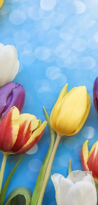 Colorful tulips with blue bokeh background on phone wallpaper.