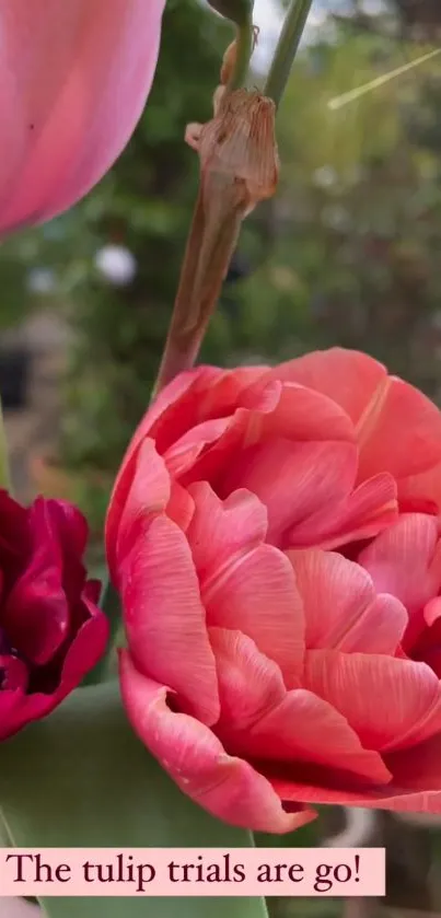 Coral pink tulip blooms in vibrant garden setting.