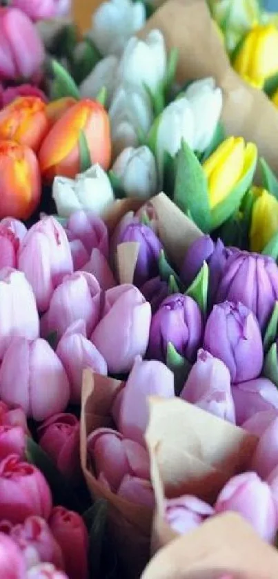 A vibrant array of colorful tulip flowers in bloom, enhancing natural beauty.