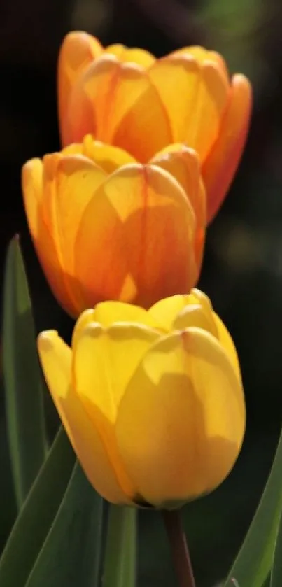 Vibrant orange and yellow tulips with green leaves in sunlight, perfect for your device.