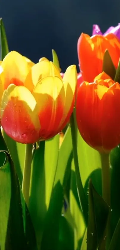 Colorful tulips in bloom with green leaves.