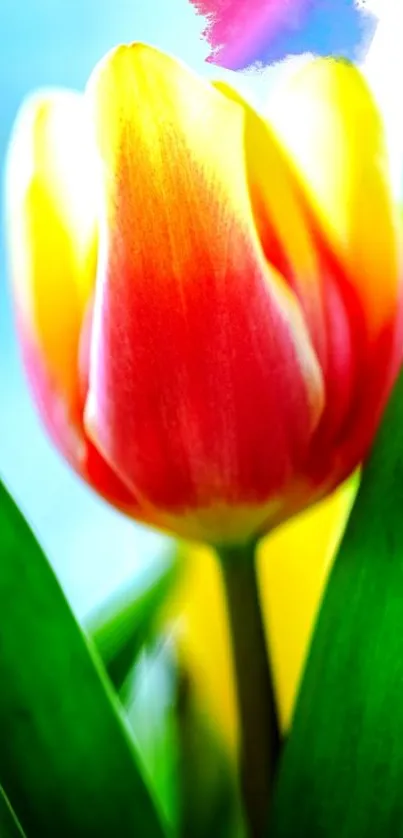 Vibrant tulip with green leaves against a blue background.