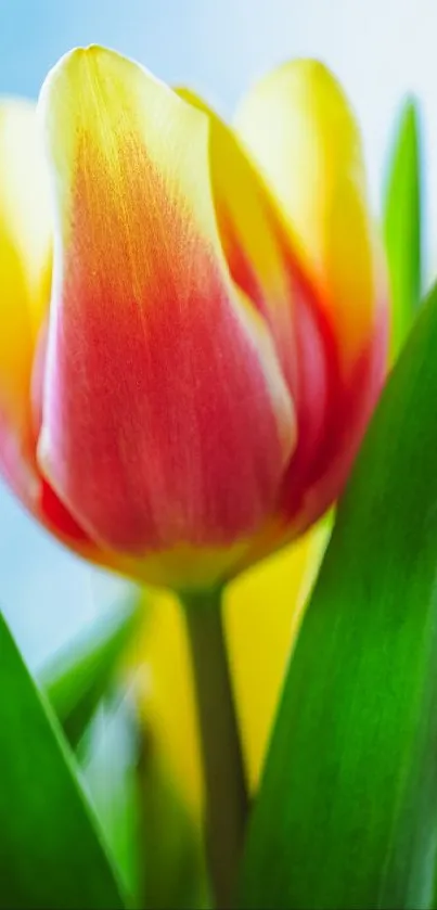 Close-up of a vibrant tulip with red and yellow petals and green leaves.