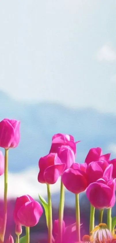 Pink tulips in front of mountains with a clear blue sky.