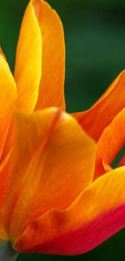 Vibrant orange tulip with lush green background.