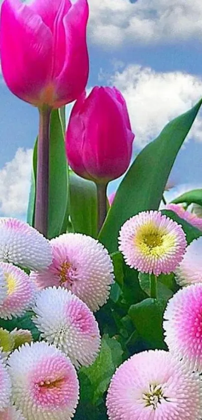 Pink tulips and daisies under a blue sky background.