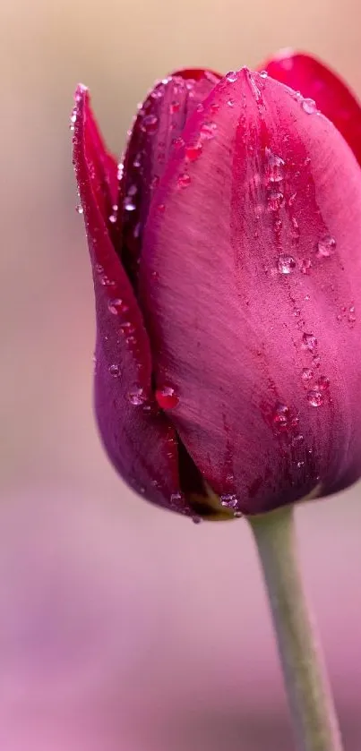 Pink tulip with dewdrops mobile wallpaper.