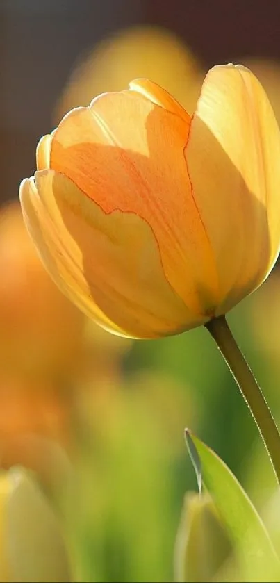 Vibrant orange tulip blossom in sunlight.