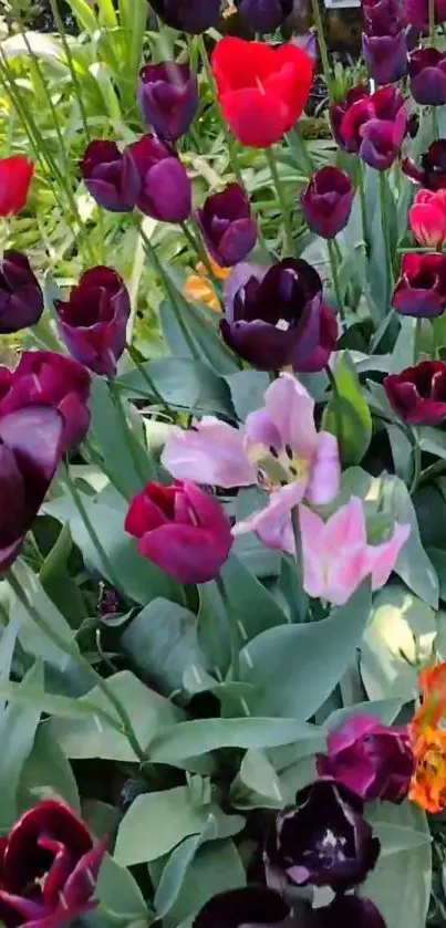 Vibrant purple and red tulips in a lush garden setting.