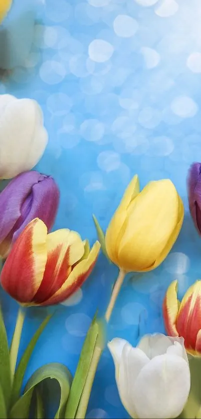 Colorful tulips with blue background wallpaper.