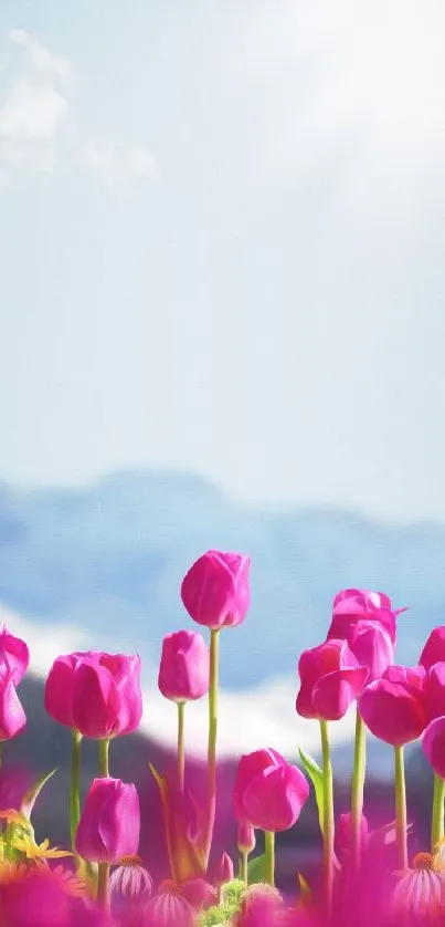 Vibrant pink tulips under a bright sky with distant mountains in the background.