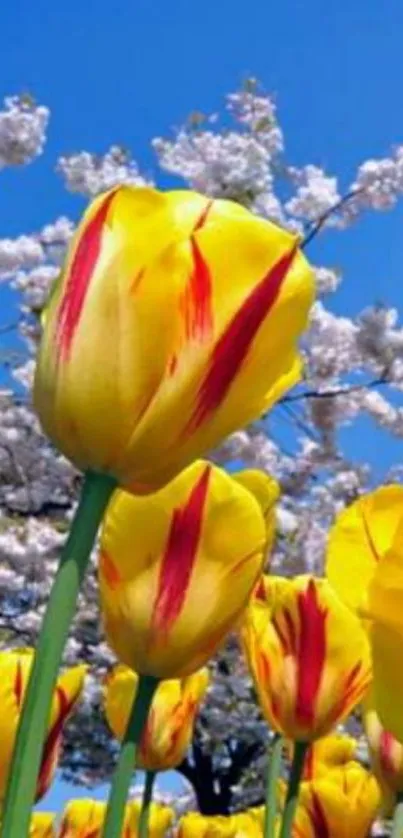 Yellow tulips with red streaks under a blue sky