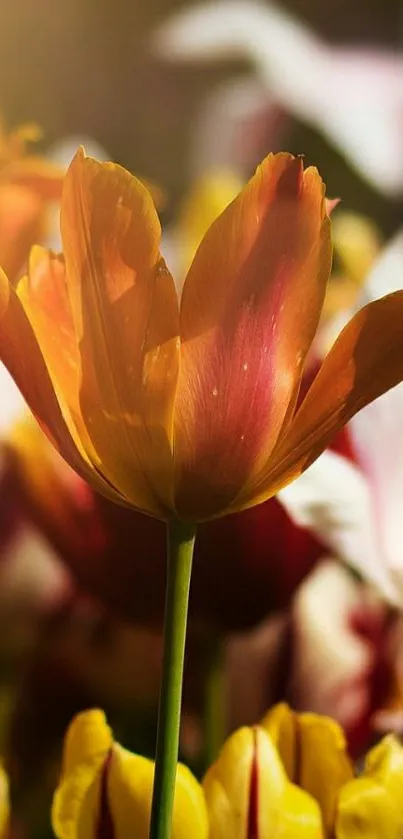 Beautiful blooming tulip in vibrant orange hues.