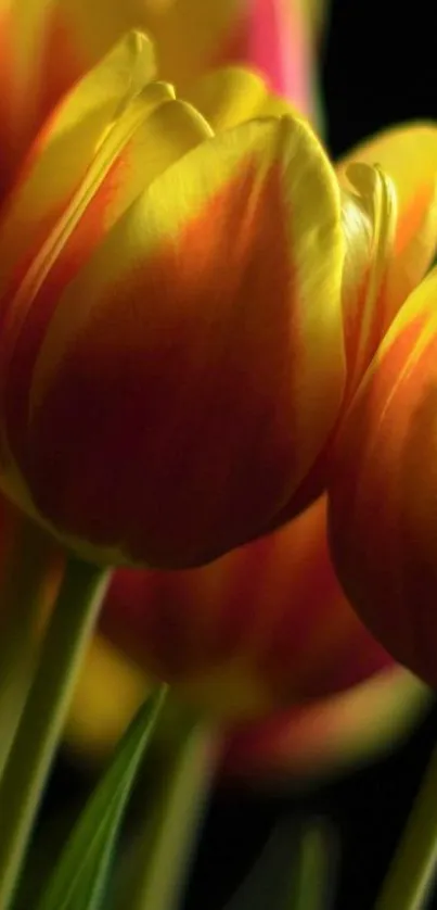 Close-up of vibrant yellow tulips with orange hues on a dark background.