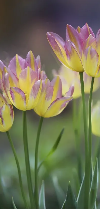 Vibrant tulips with purple and yellow petals in a serene garden setting.