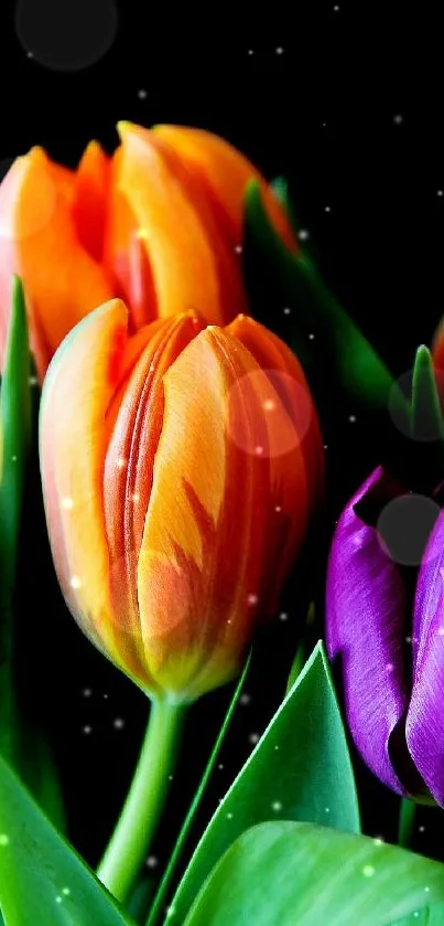 Colorful tulip bouquet with vibrant petals on a black background.