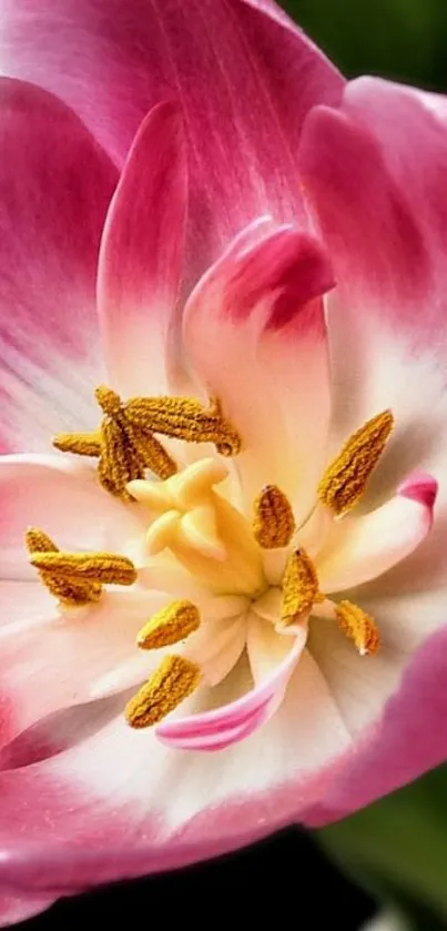 Close-up of a vibrant pink tulip showing detailed petals and textures.