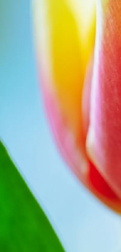 Close-up image of a vibrant tulip with pink and yellow petals.