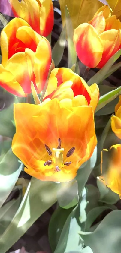 Vibrant orange and yellow tulips wallpaper.