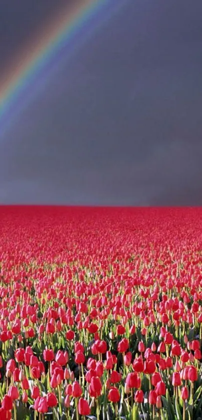 Red tulip field beneath a rainbow in vibrant natural scenery.