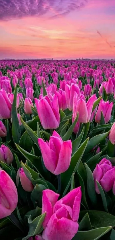 Field of pink tulips under a sunset sky.