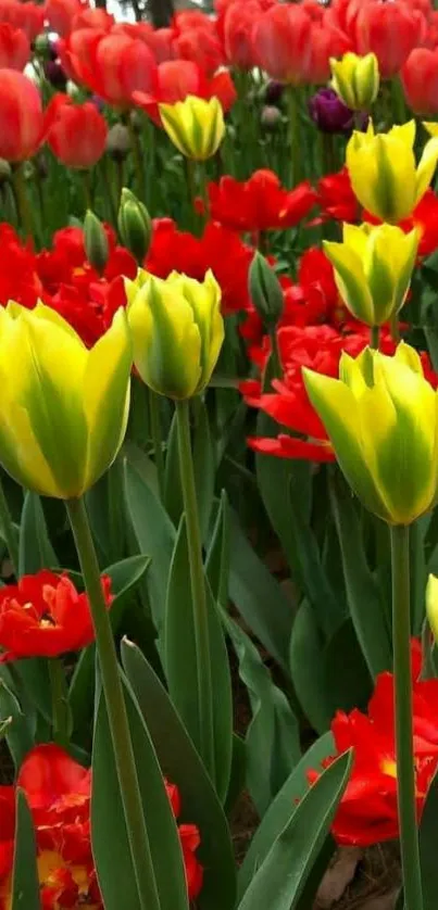 Vibrant red and yellow tulips in a garden scene wallpaper.