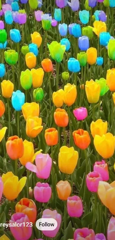 Colorful tulip field mobile wallpaper.