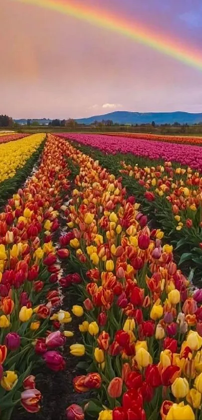 Rows of colorful tulips with a rainbow in the sky.