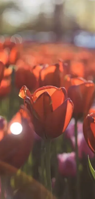 Vibrant tulip field with sunlight and colorful blooms in spring.