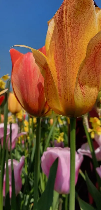 Vibrant tulips blooming under a clear blue sky.