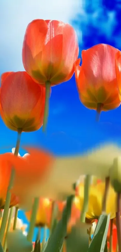 Bright orange tulips under a vivid blue sky.