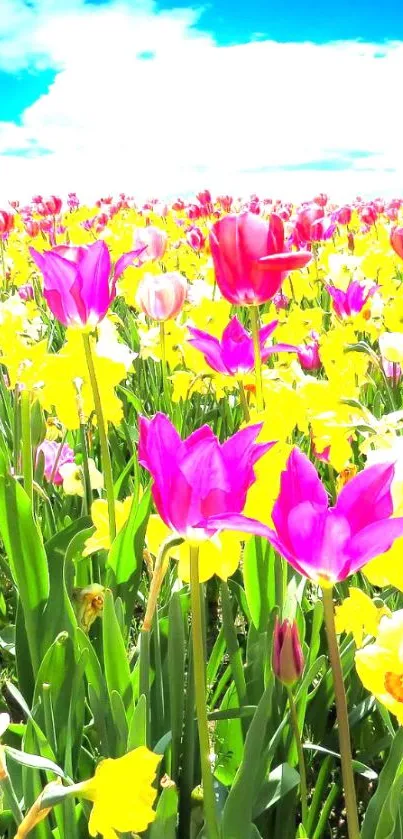 Colorful field of pink and yellow tulips under a bright blue sky.