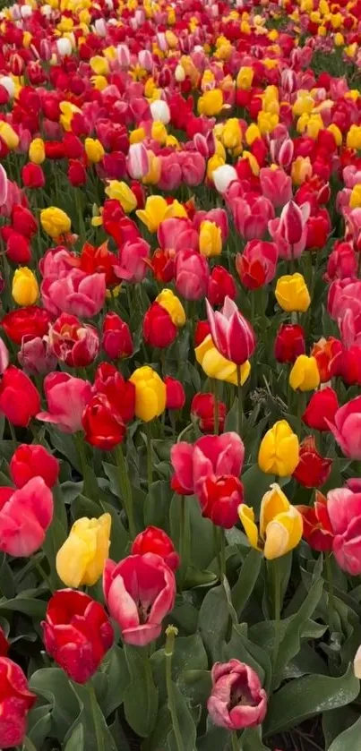 Vibrant field of red and yellow tulips in full bloom.