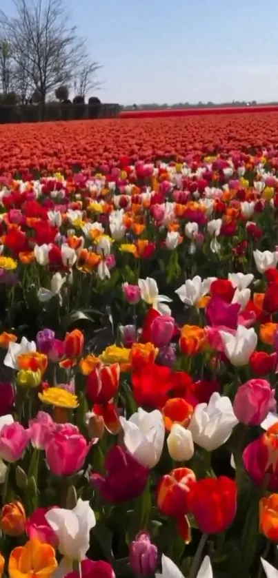 Colorful tulip field with vibrant reds under a clear blue sky.