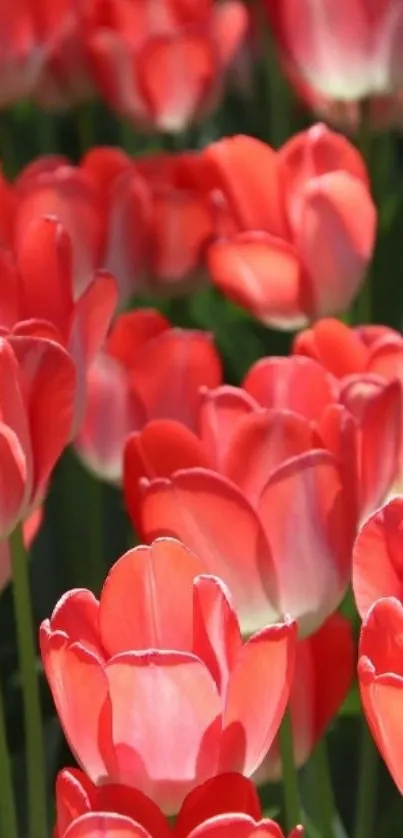 Bright red tulips in a vibrant field, perfect for a lively wallpaper.