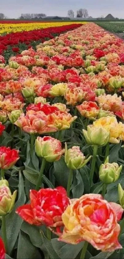 A vibrant field of colorful tulips in full bloom stretching into the distance.