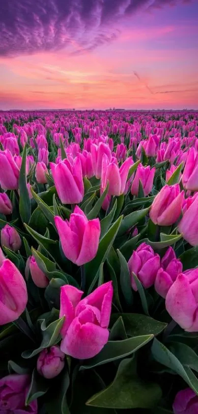 Field of pink tulips at sunrise with vibrant colors and serene sky.