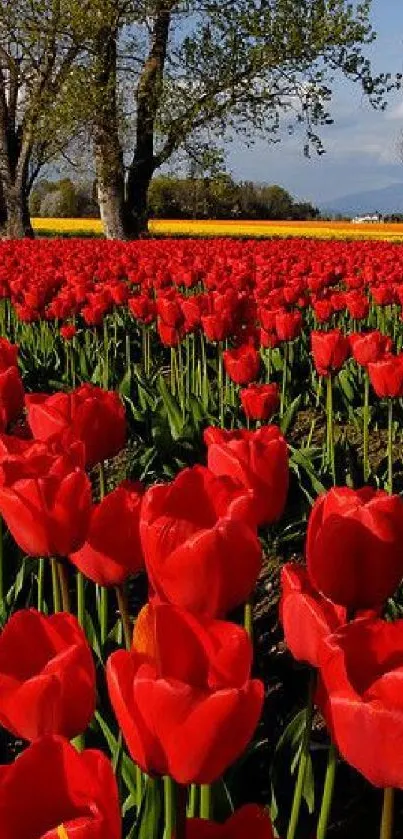 Vibrant red tulips in a lush spring field under a clear blue sky.