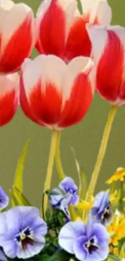 Red and white tulips with purple and yellow flowers