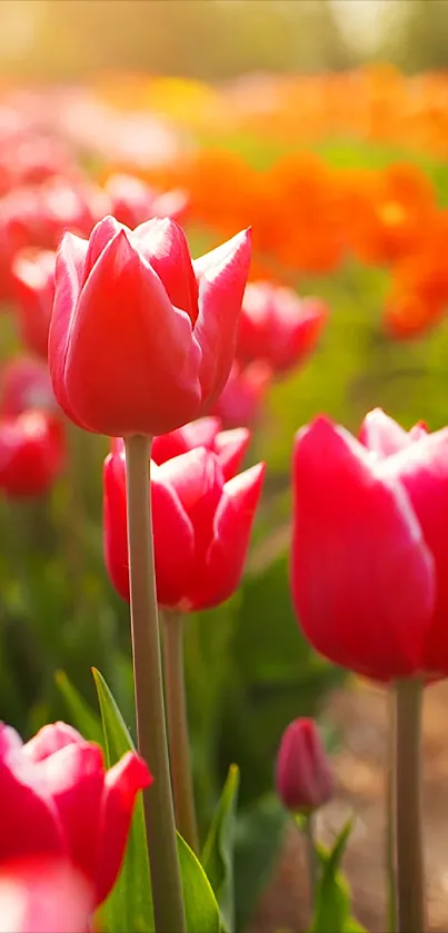 Bright red tulips in a sunlit field with orange flowers in the background.