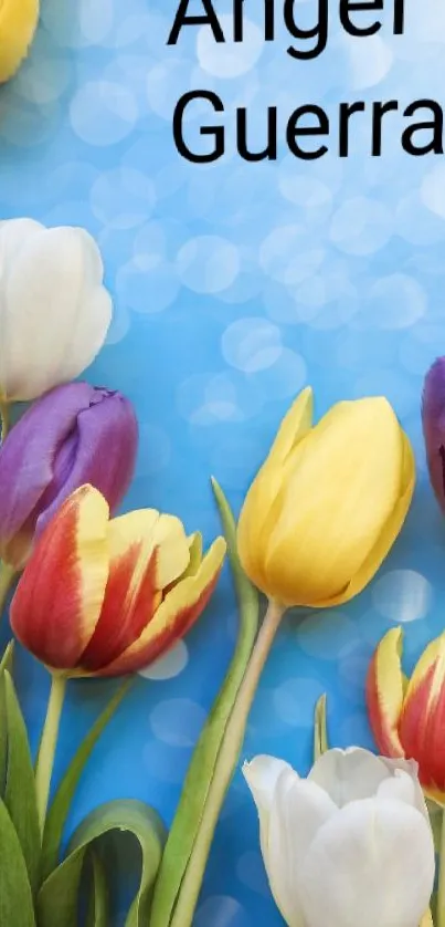 Colorful tulips on a blue bokeh background.